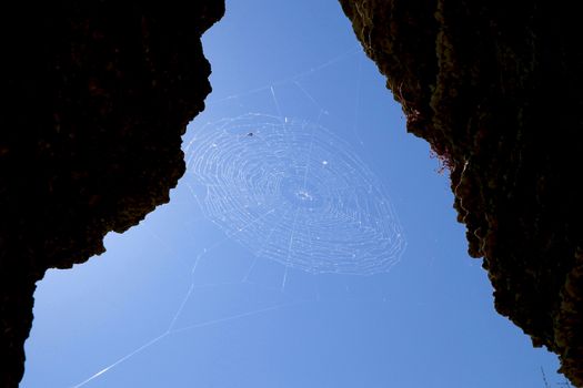 Spider wove a web and hunt for insects