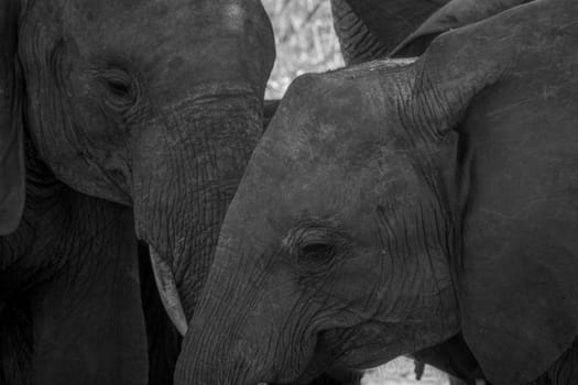 Close up of two Elephants in black and white in the Kruger National Park, South Africa.