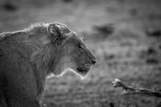 Side profile of a young male Lion in black and white in the Kruger National Park, South Africa.