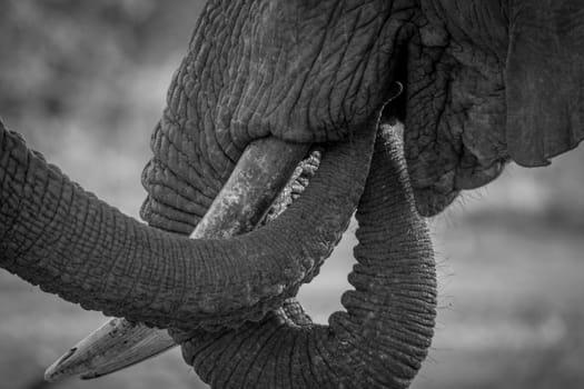 Close up of two Elephant trunks in black and white in the Kruger National Park, South Africa.