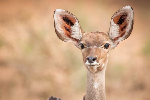 A Starring female Kudu in the Kruger National Park, South Africa.