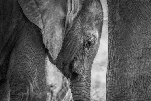 Close up of a baby Elephant in black and white in the Kruger National Park, South Africa.