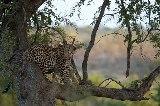 A Leopard sitting in a tree in the Kruger National Park, South Africa.