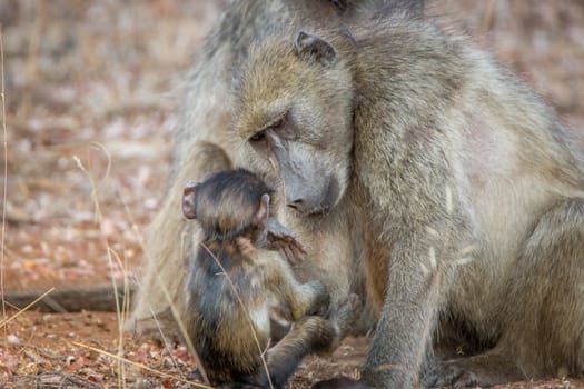 A Mother Baboon taking care of a baby Baboon in the Kruger National Park, South Africa.