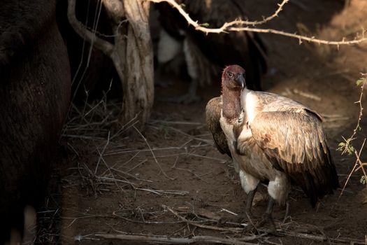 A White-backed vulture covered in blood in the Kruger National Park.