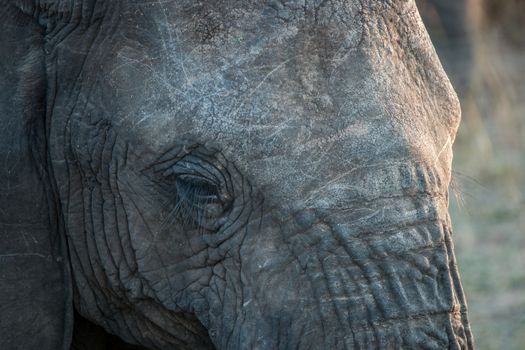 Close up of an Elephant eye in the Kruger National Park.