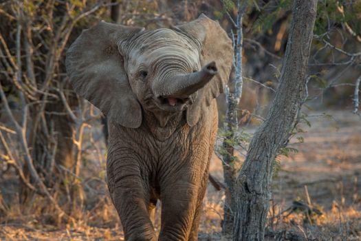 Young Elephant pointing his trunk at the camera in the Kruger National Park, South Africa.