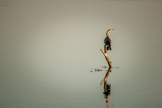 African darter sitting on a branch in the water in the Kruger National Park, South Africa.