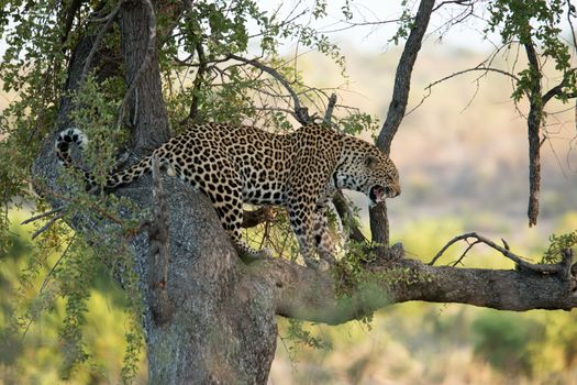 Leopard growling from up in a tree in the Kruger National Park, South Africa.