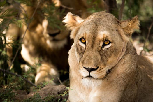 Lioness looking at the camera in the Kruger National Park, South Africa.