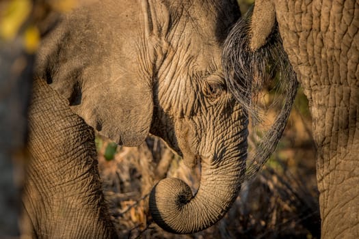 Elephant eating in the Kruger National Park, South Africa