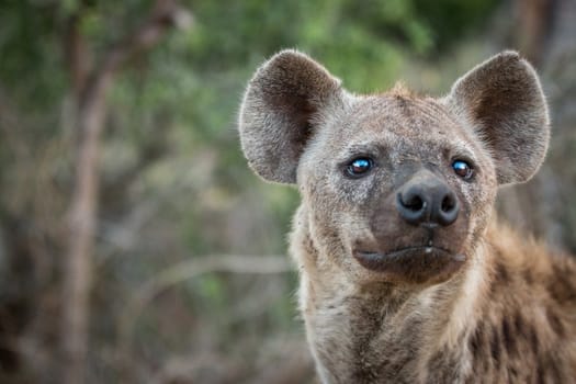 Spotted hyena looking up in the Kruger National Park, South Africa.