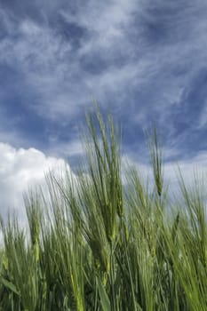 Wheat ears against the blue cloudy sky