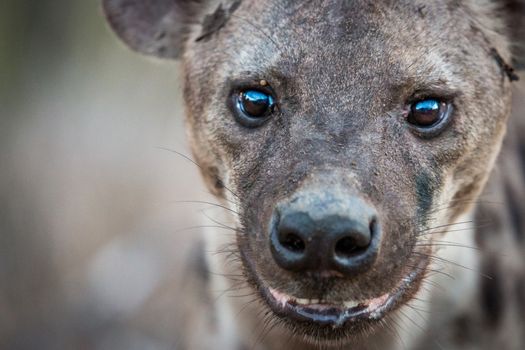 Spotted hyena starring in the Kruger National Park, South Africa.