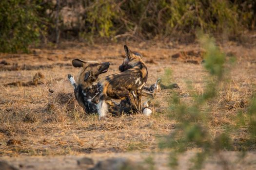 African wild dogs playing together in the Kruger National Park, South Africa.