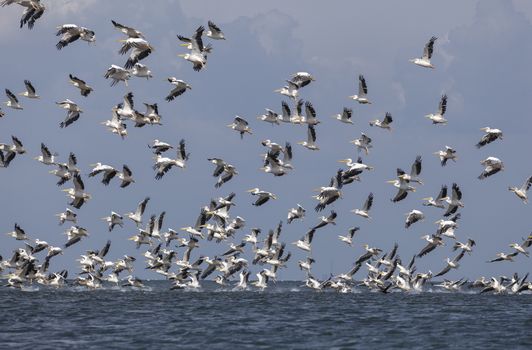 flock of pink pelicans fly over the water