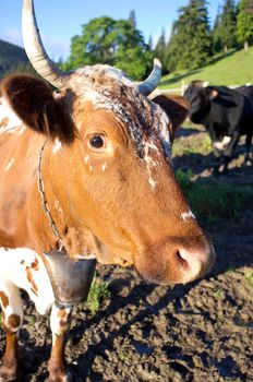 Dairy cows in paddock eating fresh grass under the blue sky