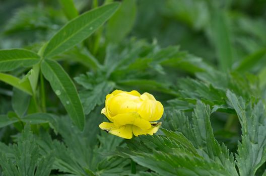 peony flowers, closeup of photo