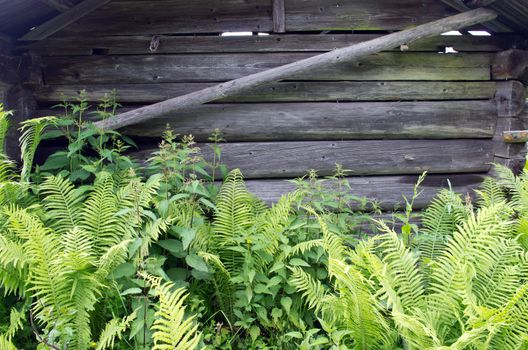 Wooden wall with close-growing ferns