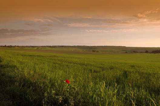 Bright sunset over wheat field.