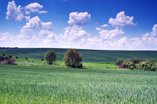 Wheat field and countryside scenery