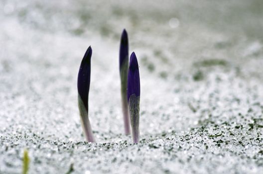 Spring crocus flowers on green natural background. Selective focus