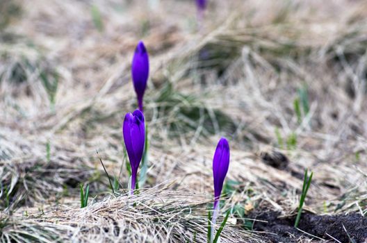 Spring crocus flowers on green natural background. Selective focus