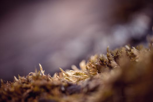 Closeup the moss macro shot. Shallow depth of field. Selective focus background with copyspace.