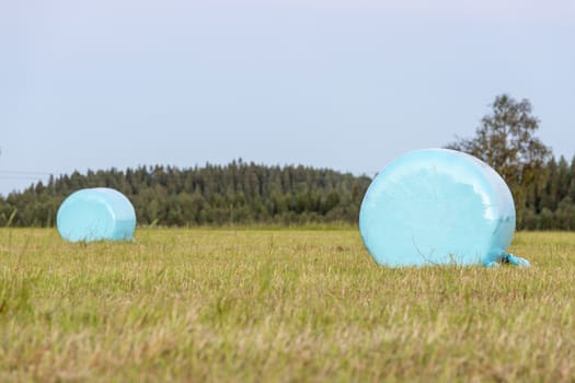 Wrapped Blue Silage Bales in Field.