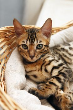 Small bengal kitten in a basket