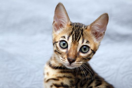 Small bengal kitten, isolated on blue backdrop.