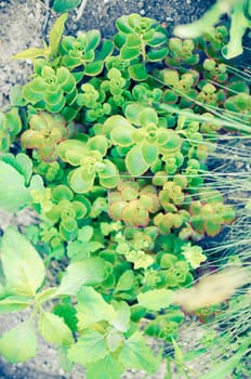 nature background of leaves on the front of the ground