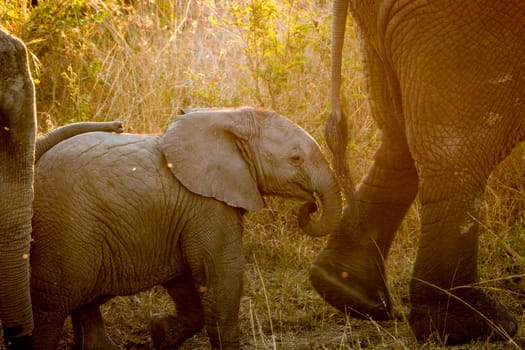 Baby Elephant following his mother in the sunlight in the Kruger National Park, South Africa.