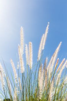 Imperata cylindrica Beauv or Cogon Grass of Feather grass in nature on blue sky  background