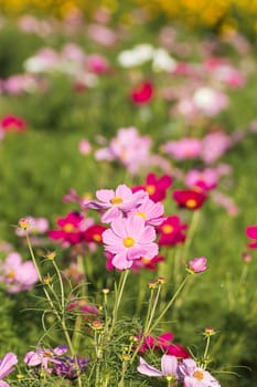 Pink cosmos flower family fompositae, cosmos flower in field