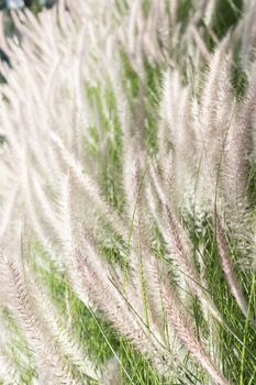 Imperata cylindrica Beauv of Feather grass in nature