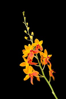 Orchid flower, Beautiful orange orchid on black background
