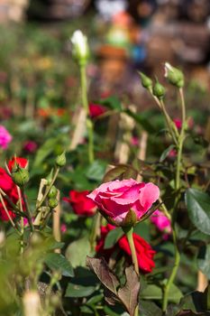 Pink Rose bush of pink roses in garden