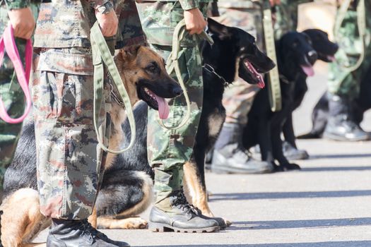 Army Soldier with dog, Training dogs of war