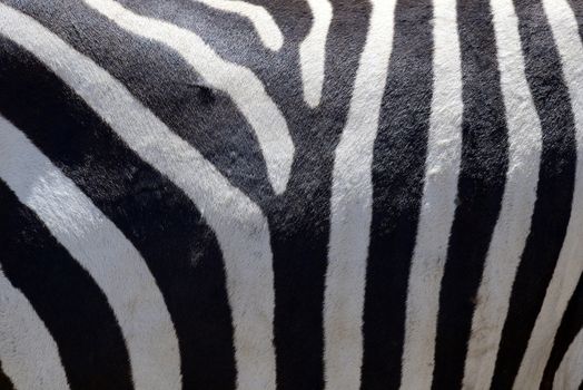 Detail of a black and white stripes on a zebra skin