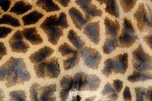 Genuine leather skin of giraffe with light and dark brown spots