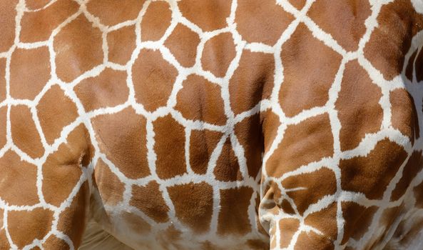 Genuine leather skin of giraffe with light and dark brown spots