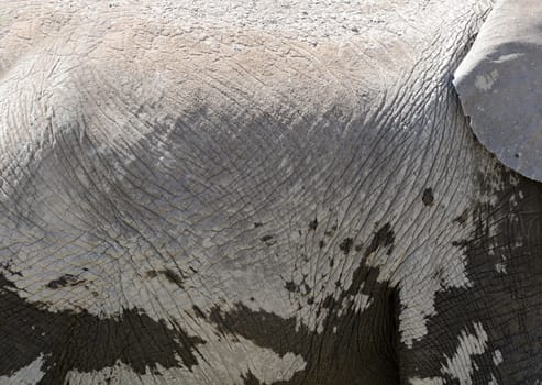 Close up gray elephant skin texture