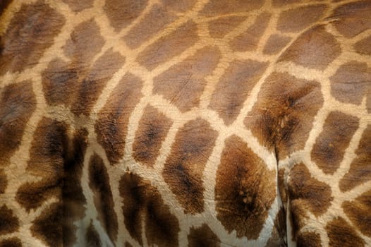 The Giraffe hair texture for background