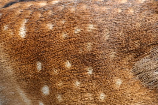 Texture of real axis sika deer fur