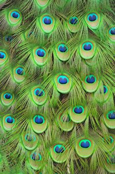 Peacock feathers