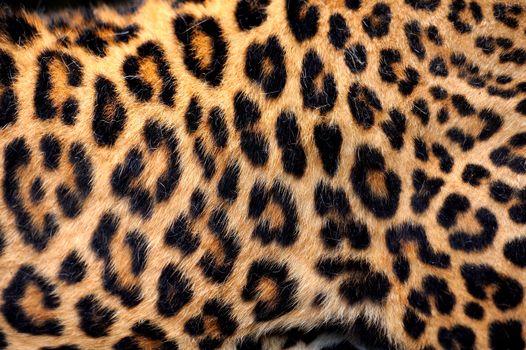 Leopard skin texture for background