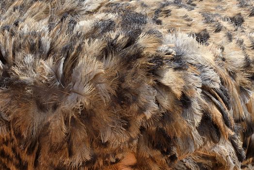 Close-up view of the feathers of an ostrich