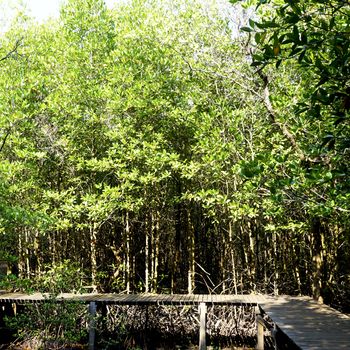 forest mangrove and the bridge in chantaburi, Thailand