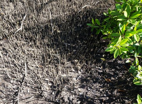 forest mangrove and the roots in chantaburi, Thailand